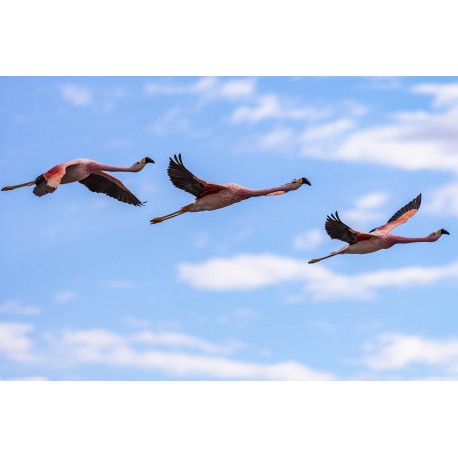 Flamingos - Laguna Chaxa