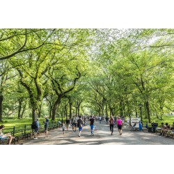 Central Park - New York/EUA